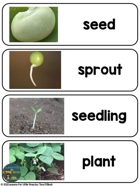 Preschool Life Cycle Activities, Plant Life Cycle Project, Plants Lesson Plans, Cycle Butterfly, Plants Life Cycle Activities, Life Cycles Preschool, Flower Life Cycle, Teaching Plants, Plant Lessons