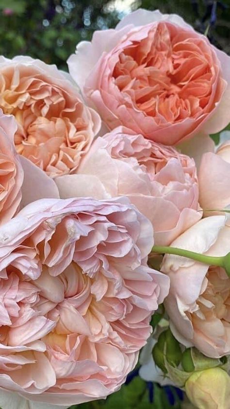 Cabbage Roses And Peonies, Garden Roses Aesthetic, Parfuma Roses, Cabbage Roses Bouquet, Garden Roses Bouquet, Garden Roses Wedding, Cabbage Rose Bouquet, Juliet Garden Rose, Pink Garden Rose