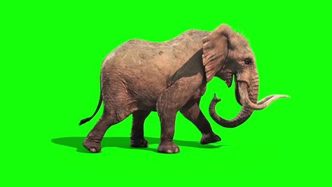 Get a 24.000 second elephant walks static side green stock footage at 30fps. 4K and HD video ready for any NLE immediately. Choose from a wide range of similar scenes. Video clip id 20583457. Download footage now! Spongebob Time Cards, Green Screen Images, Elephant Gif, Free Cartoon Characters, 2d Character Animation, Youtube Video Ads, Green Screen Footage, Elephant Walk, Free Green Screen