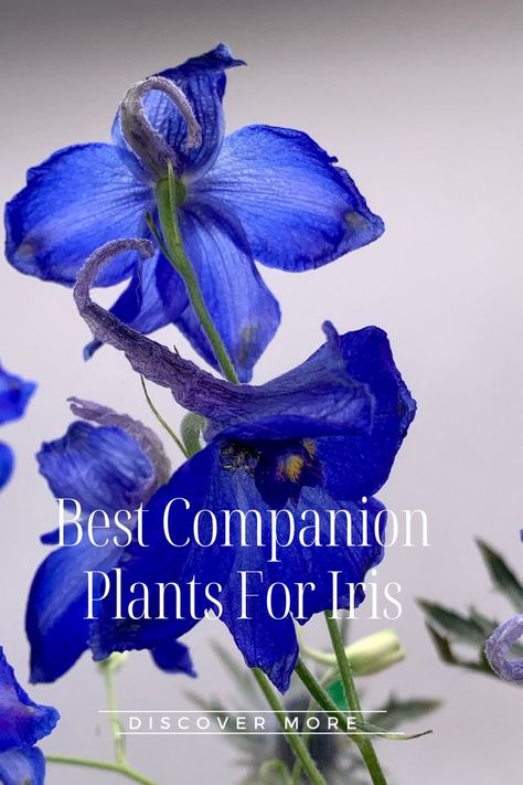 Iris And Hosta Garden, What To Plant With Iris Flowers Garden, Bearded Iris Companion Plants, Iris Gardens Design, Japanese Iris Plants, Iris Landscaping Ideas, What To Plant With Irises, Iris Plants Landscaping, Landscaping With Iris