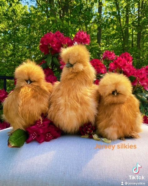 Silky Chickens, Silky Chicken, Pet Chickens Breeds, Fluffy Chickens, Fluffy Chicken, Bantam Chickens, Fancy Chickens, Silkie Chickens, Backyard Chicken Farming