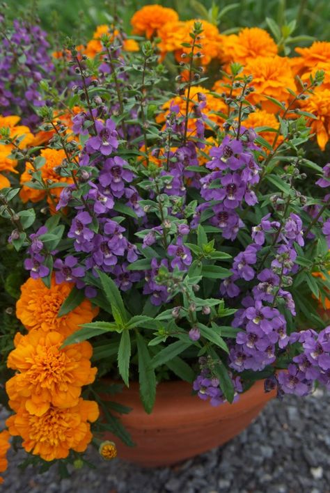 Angelonia and Marigold. A good combo with low watering requirement. From Doug Green Marigold In Pots, What To Plant With Marigolds In A Pot, Marigolds In Pots Planters, Marigold Container Ideas, Marigold Pot Ideas, Marigold Planters, Marigold Planter Ideas, Potted Marigolds, Patio Flowers