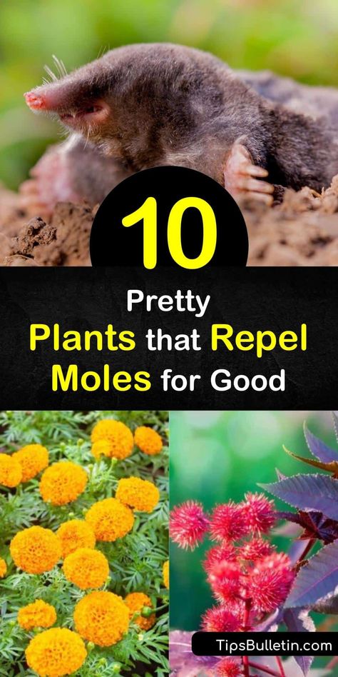 Find out which plants repel moles to chase these pests from your yard. As moles dig in search of earthworms, they damage roots and create paths for voles. Try mole repellent plants like daffodils, marigolds, and crown imperial, which also repels gophers. #moles #repellent #plants #deter How To Get Rid Of Moles In Your Yard, Diy Mole Repellent, Vole Repellant, How To Get Rid Of Moles In Yard, Mole Deterrent, Rodent Repellent Plants, Mole Removal Yard, Moles In Yard, Castor Bean Plant