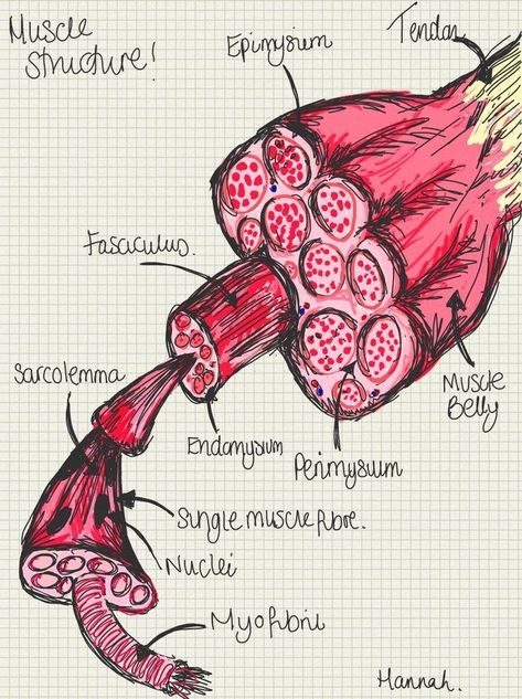 Muscles Diagram, Muscles Anatomy, Muscle Structure, Medical School Life, Study Biology, Basic Anatomy And Physiology, Nurse Study Notes, Medical Student Motivation, Nursing Student Tips