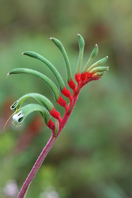 Australian Native Garden, Australian Wildflowers, Australian Flowers, Australian Native Flowers, Australian Plants, Kangaroo Paw, Australian Native Plants, Australian Flora, Special Flowers