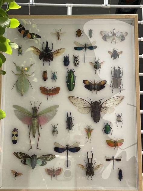 Bug Display Case, Bug Room Ideas, Pinned Insects Display, Bug Pinning Display, Entomologist Aesthetic, Bugs Aesthetics, Bug Furniture, Pinning Bugs, Bug Fossils