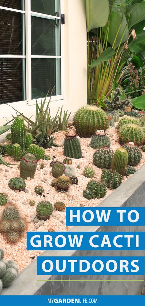 Cacti are the ultimate low-maintenance, drought-tolerant selections for landscaping. They’ll adapt to any warm, sunny position, from their native desertscape to a potted plant on a big-city balcony. Check out our top tips and learn how to grow cacti outdoors. Cactus Growing Tips, Potted Cactus Garden, Cactus Garden Outdoor, Cactus Plants Outdoor, Propagating Cactus, City Balcony, Small Cactus Plants, Cactus Garden Landscaping, How To Grow Cactus