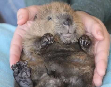 Baby Beaver Invasion North American Beaver, Baby Beaver, Wildlife Rescue, Wildlife Rehabilitation, Aquatic Ecosystem, Wildlife Sanctuary, Wildlife Conservation, Be A Nice Human, Rodents