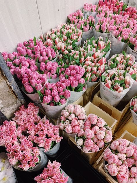 Most beautiful tulips in all of New York City!! Pink Tulips And Roses, Flower Pink Tulip, Pink Tulip Field, Nyc Flower Market, Field Of Pink Tulips, Red And Pink Tulips, New York Flower, Beautiful Tulips, Nothing But Flowers