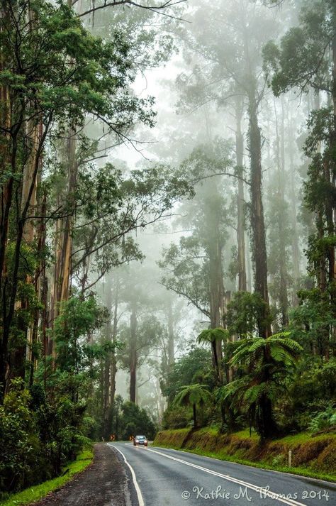 Monbulk Road (Dandenong Ranges National Park, Victoria, Australia) by Kathie Thomas Australia Landscape Photography, Dandenong Ranges National Park, Australia Forest, Dandenong Ranges, Australia Landscape, Beautiful Australia, Best Travel Destinations, Breathtaking Scenery, Yarra Valley