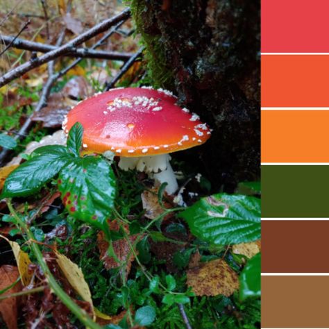 Autumn in Central France Collecting mushrooms in the forests and countryside inspire color palettes of earthy tones and vivid colors. #mushrooms #france #colorpalette #naturescolors Mushroom Forest Color Palette, Mushroom Color Palette, Mushroom Colors, Mushroom Theme, Central France, Mushroom Fairy, Forest Color, Color Schemes Colour Palettes, Kitchen Colour Schemes