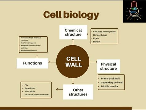 A quick shot to cell wall Cell Wall Notes, Mind Maps, Cell Structure, Biology Notes, Cell Biology, Plant Cell, Cell Wall, School Study, School Study Tips