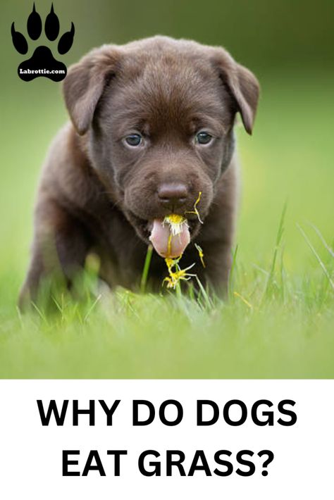 Why Do Dogs Eat Grass? | Labrottie Dogs Eating Grass, Dog Information, Modern Dog, Positive Behavior, Interactive Play, Wild Dogs, Obedience Training, Positive Reinforcement, Dog Eating