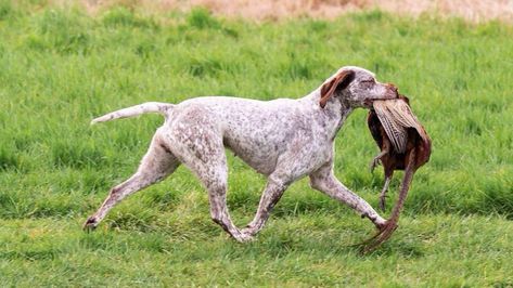 Training for Braque du Bourbonnais can be quite easy as these dogs are highly intelligent and easy to train as well. These dogs are the happiest when they are trained under your leadership. Here are some easy dog training methods which you can use while training Braque du Bourbonnais. When and Where To Start The […] The post Braque du Bourbonnais Training appeared first on Doglime. Braque Du Bourbonnais, Smart Dogs, Dog Clicker Training, Coaching Techniques, All Breeds Of Dogs, Alpha Dog, Disabled Dog, Smart Dog, Water Dog