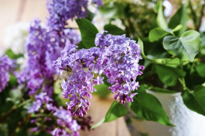 Container Grown Lilacs: Learn How To Grow Lilac In A Pot - Not every gardener has the space or the long-term living situation for big, old, flowering bushes like lilac. If this is your situation, maybe you should try growing lilacs in containers. Learn more about how to grow a lilac in a pot in this article. Korean Lilac Tree, Lilac Plant, Flowering Bushes, Lilac Bushes, Lilac Tree, Indoor Vegetable Gardening, Organic Vegetable Garden, Garden Shrubs, Container Gardening Vegetables