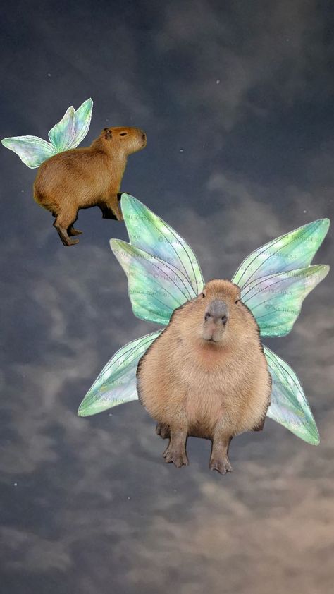 capybara Fairies #cabybara #sky Capybara Birthday, Capybara Funny, Mythical Animal, Grad Cap, Cute Horses, Mood Pics, Connect With People, Your Aesthetic, Creative Energy