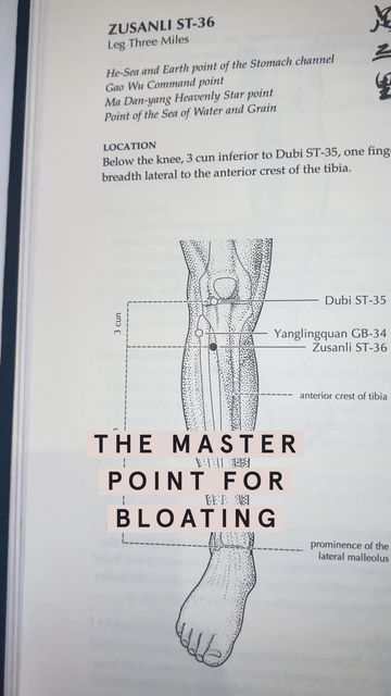 LANSHIN ™ on Instagram: "Stomach 36 is one of the most important acupuncture points for harmonizing your stomach, strengthening your digestion and relieving all kinds of abdominal discomfort from gas and bloat to diarrhea, to reflux. It even helps calm the spirit, strengthens your energy and blood, and relieves pain along the channel it runs (chest, jaw, head, outer legs). Holidays are a mixed bag. Some are excited for them, others dread them. Stomach 36 can support you wherever you stand on t Gas And Bloat, Accupuncture Points, Wellness Practices, Abdominal Discomfort, Balance Energy, Acupressure Massage, Essential Oil Diffuser Blends Recipes, Stomach Ulcers, Bloated Belly