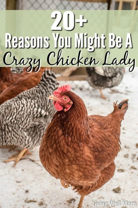 Love chickens? Here’s 25+ reasons why you might have joined the crazy chicken lady club! Homestead Inspiration, Chicken Diapers, Chicken Story, Make Life Better, Chicken Health, Crazy Chicken, Ladies Club, Crazy Chicken Lady, Chicken Lady