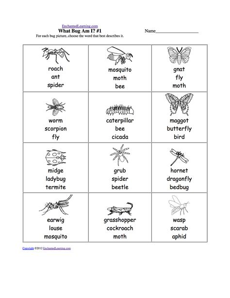 insects worksheets free | Draw and Write 3 Bugs: Printable Worksheet Bugs Worksheet, Insect Worksheet, Esl Kindergarten, Symmetry Activities, Preschool Charts, 3rd Grade Fractions, Ap Environmental Science, Elementary Worksheets, Free Draw