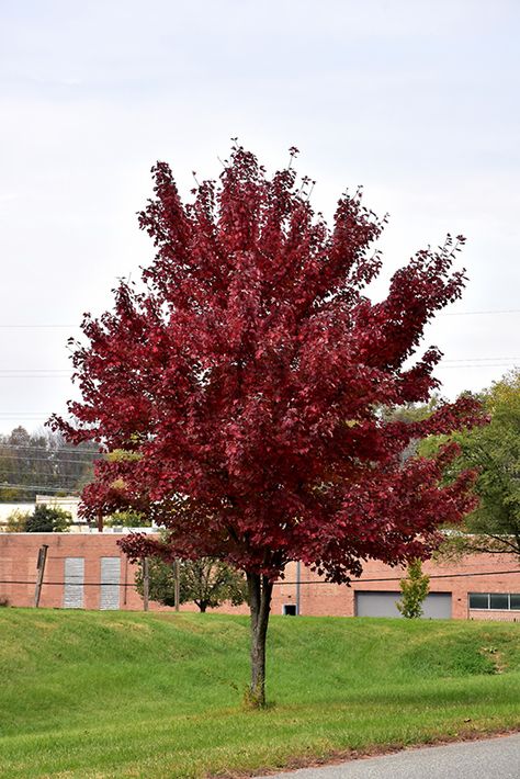 Acer Rubrum, Landscape Nursery, Red Maple Tree, Street Trees, Live Tree, Dogwood Trees, Specimen Trees, Red Maple, Maple Tree