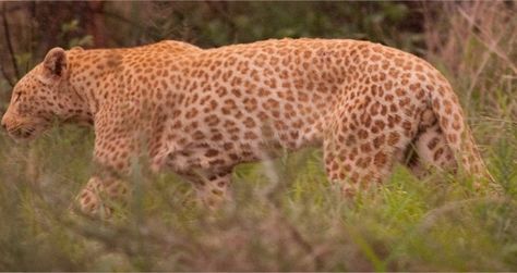 Rare real pink panther 'strawberry leopard' pink with orange spots. Strawberry Leopard, South Africa Animals, African Leopard, Africa Animals, Animal Science, Unusual Animals, Rare Animals, Leopard Spots, Game Reserve