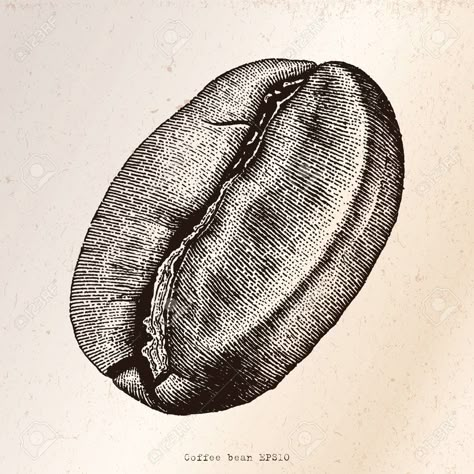 Coffee Bean Illustration, Bean Illustration, Coffee Illustrations, Engraving Illustration, Coffee Illustration, Coffeehouse, Coffee Packaging, Hand Drawing, Coffee Bean