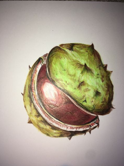 #sketch #colouring #conkers #drawings #gcse #itried #fff Conker Drawing, Natural Structures Art Gcse, Natural Forms Drawings Gcse Art, Natural Forms Mood Board Gcse, Natural Forms Gcse Artists, Natural Forms Art Gcse, Gcse Natural Forms, Gcse Art Natural Forms, Natural Forms Art