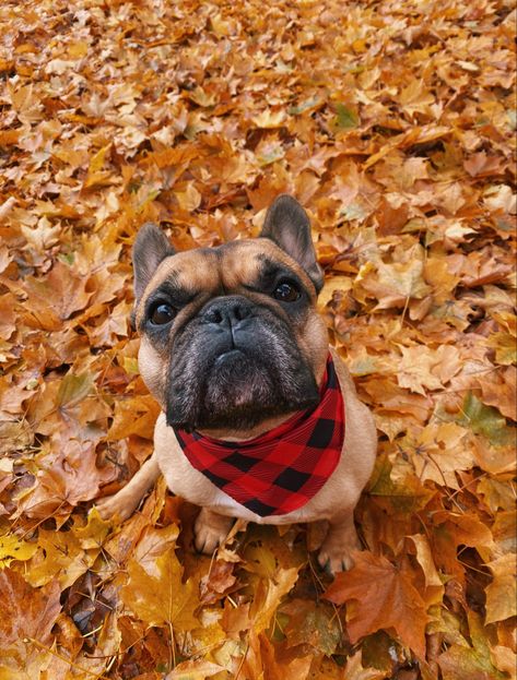 Frenchie Fall Pictures, Cute Fall Dog Pictures, Fall Dog Pictures, Bulldog Halloween Costumes, Autumn Dogs, Halloween Puppy, Fall Pics, Fall Dog, Fall 24