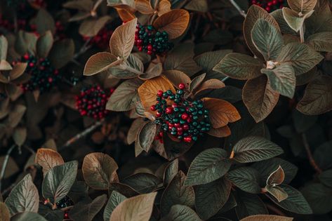 80,000+ Best Desktop Wallpaper Photos · 100% Free Download · Pexels Stock Photos Multi Fruit Tree, National Bookstore, Plants Logo, Weak Bladder, Medicine Tips, Autumnal Equinox, Bacon Recipe, Backyard Poultry, Medicine Hat