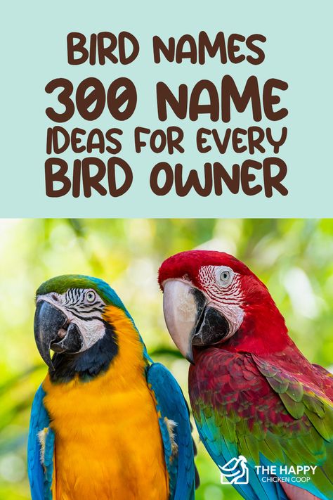 If you recently took a new feathery pet to your home and are browsing for bird name ideas, we got your back! We collected over 300 pet bird names that you can choose from or find inspiration from. 🐦 Cockatiel Name Ideas, Bird Names Ideas, Pet Bird Names, Budgie Names, Birds Name List, Names Beginning With B, Bird Names, Amazon Birds, Names Of Birds