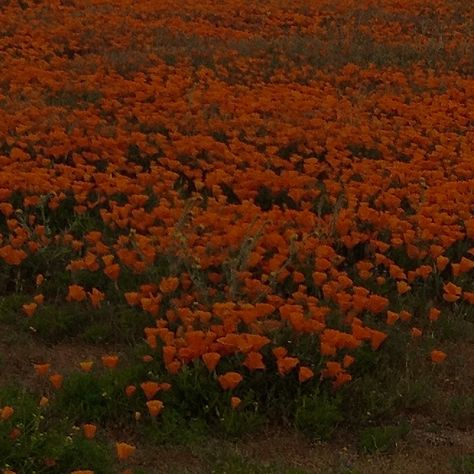 Aesthetic poppy fields in California Poppy Litchfield Aesthetic, Poppy Core, Field Of Poppies, California Poppy Field, Dorothy Poppy Field, Poppy Fields California, Red Poppy Field, Poppy Field, Poppies