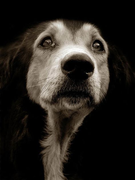 Dog Portrait Photography, Regard Animal, Dog Waiting, Psy I Szczenięta, Street Dogs, Old Dogs, Senior Dog, Dog Photography, White Photo