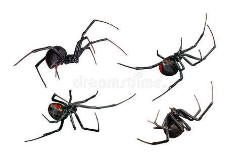 Spider, Black Widow, Red back, female views isolated on white. Spider, Black Wid , #AFFILIATE, #Widow, #Red, #Spider, #Black, #isolated #ad Spider Black Widow, Spider Aesthetic, Sketchbook Reference, Back Female, Black Widow Tattoo, Pixie Tattoo, Spider Drawing, Petit Tattoo, Pet Spider