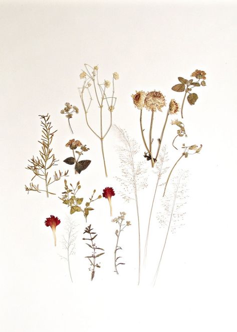 Dried flora that she always pressed inside books. Always found it in an un-coincidence moment :) Vintage Pressed Flowers, Dry Wild Flowers, Flower Collection Book, Dried Flower Drawing, Pressed Flower Wallpaper, Flowers Gardening, Plant Background, Theme Nature, Image Nature