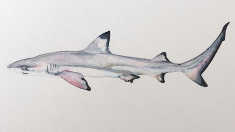 Black Tip Reef Shark Drawing, Black Tip Reef Shark Tattoo, Black Tip Reef Shark, Shark Watercolor, Black Tip Shark, Zebra Shark, Night Ocean, Shark Painting, Shark Illustration