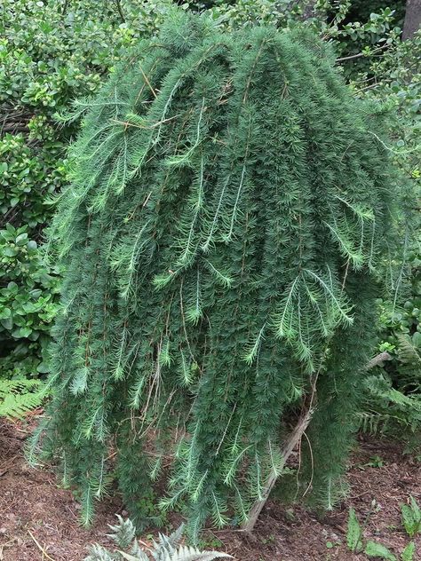 Weeping Larch Tree, Weeping Larch, Seuss Trees, Weeping Evergreen Trees, Weeping Evergreen, Evergreen Landscaping, Weeping Trees, Conifers Garden, Larch Tree