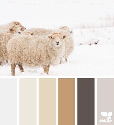 Winter sheep colors Seeds Color, Design Seeds, Color Stories, Color Textures, Colour Schemes, Color Pallets, Color Swatches, Color Theory, Color Themes