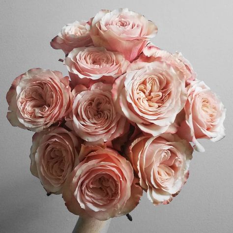 Looking for a rose that has notes of blush and peach and pink? May we introduce you to Kahala.  This stunning flower is so beautiful and… Kahala Rose, Blush Rose Bouquet, Flower Identification, Floral Event Design, Blush Roses, Winery Weddings, Rose Bouquet, Event Design, Pink Roses