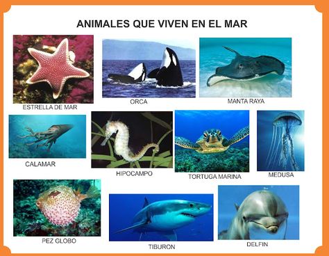 Animales que viven en el mar. Ocean Activities, Image Types, Fish Pet, Google Images, Abc, Halloween, Animals, Instagram, Art