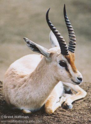 Dorcas Gazelle, African Antelope, Africa Animals, African Wildlife, Animal Behavior, Endangered Species, Animal Kingdom, Animals Beautiful, Farm Animals