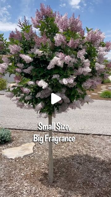 Maria 🦋 Garden Coach on Instagram: "Experience the enchanting beauty and intoxicating fragrance of Miss Kim Lilac! 

This compact, cold-hardy shrub (on a standard here) is perfect for any garden, offering stunning purple blooms that transition to a lovely lavender. 

This little standard tree will get about 8’ tall and 6’wide. It has a slow to medium growth rate. 
Zone 3-8. Full sun to partial shade (will give you more blooms the more sun it gets). Adaptable to variety of different soil types (that’s why it does well here in Utah, with our high alkaline soil). 

This is the only lilac variety I have (and I have seven varieties) in my garden that the leaves will turn from dark green to burgundy in the fall (kind of unique). 
Miss Kim has shown to be slightly more disease resistant than oth Miss Kim Lilac Tree, Miss Kim Lilac, Lilac Varieties, Alkaline Soil, Soil Types, Lilac Tree, Gardening Hacks, Diy Gardening, Lovely Lavender