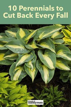 Hosta Care, Hosta Gardens, Garden Help, Plant Aesthetic, Garden Yard Ideas, Fall Plants, Perennial Garden, Perfect Garden, Flowers Perennials