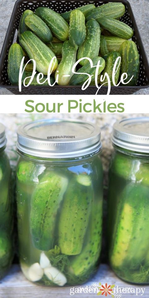 Sour Dill Pickle Recipe Canning, Organic Pickle Recipe, Open Kettle Pickles, Sour Pickles Homemade, Sour Dill Pickle Recipe, Sour Pickle Recipe, Fermented Pickles Recipe, Pickles Canning, Making Pickles