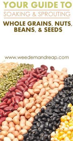 Sprout Growing, Sprouted Seeds, Beans Seeds, Growing Sprouts, Sprouted Grains, Micro Greens, Vintage Homes, Gardening Projects, Sprouting Seeds