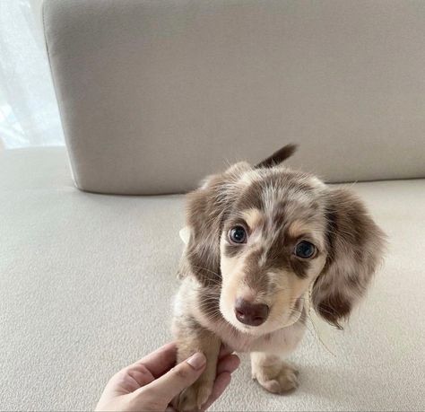 Daschund Puppies, Tips For Dogs, Cute Small Dogs, Cute Dogs Images, Hybrid Dogs, Super Cute Puppies, Dapple Dachshund, Cute Dog Photos, Cute Animals Puppies