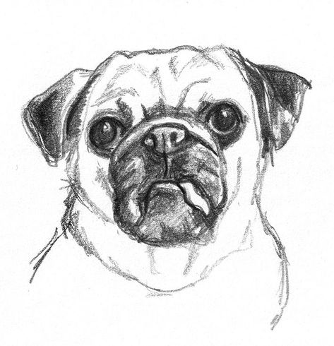 Dog sketches - Pencil drawings of dogs #DogSketch Dog Sketches, Dog Pencil Drawing, Sketch Head, Sketches Design, Plant Sketches, Puppy Sketch, Pencil Drawing Tutorials, Animal Drawings Sketches, Pug Art