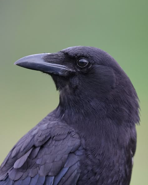 American Crow by Roger Hickey. Found using 'Gallery for Flickr' on iPad. https://apps.apple.com/in/app/galleryr-pro-for-flickr/id525519823 Crow Side Profile, Crow Eye, Crow Head, Crows Artwork, American Crow, Face Profile, Animal Anatomy, Jackdaw, Crows Ravens