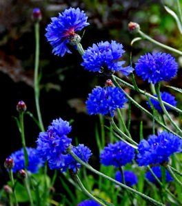 Kamel on Twitter: "… " Bachelor Button Flowers, Planting Schemes, Corn Flower, Bachelor Buttons, Blue Charm, Corn Flour, Blue Boy, Blue Garden, Yves Rocher