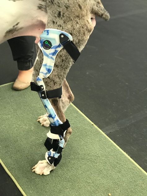 Did you know getting your pet a #petbrace can help stable joints after a #TornCCL?  Schedule a brace fitting today ! 954-955-8888  #acupuncture #laser #petsofsouthflorida #fortlauderdale #healthypets #holistichealing #healingpawsfl  #petapuncture #acuPUPture #petrehabilitation #herbaltherapy #petnutrition #hydrotherapy Animal Physiotherapy, Physio Therapy, Herbal Therapy, Dream Jobs, Animal Nutrition, Healthy Pets, Business Idea, Holistic Healing, Physical Therapy