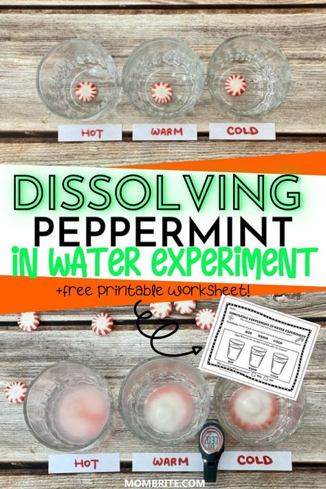 What will happen to your favorite Peppermint Candy in different water temperatures?? In This Dissolving Peppermint In Water Experiment, you can easily conduct this easy kids' science experiment with a free printable worksheet right here. Peppermint Experiment, Winter Experiments For Kids, Food Science Experiments, Candy Science Experiments, Candy Cane Science, Candy Experiments, Winter Stem Activities, Water Science Experiments, Candy Science